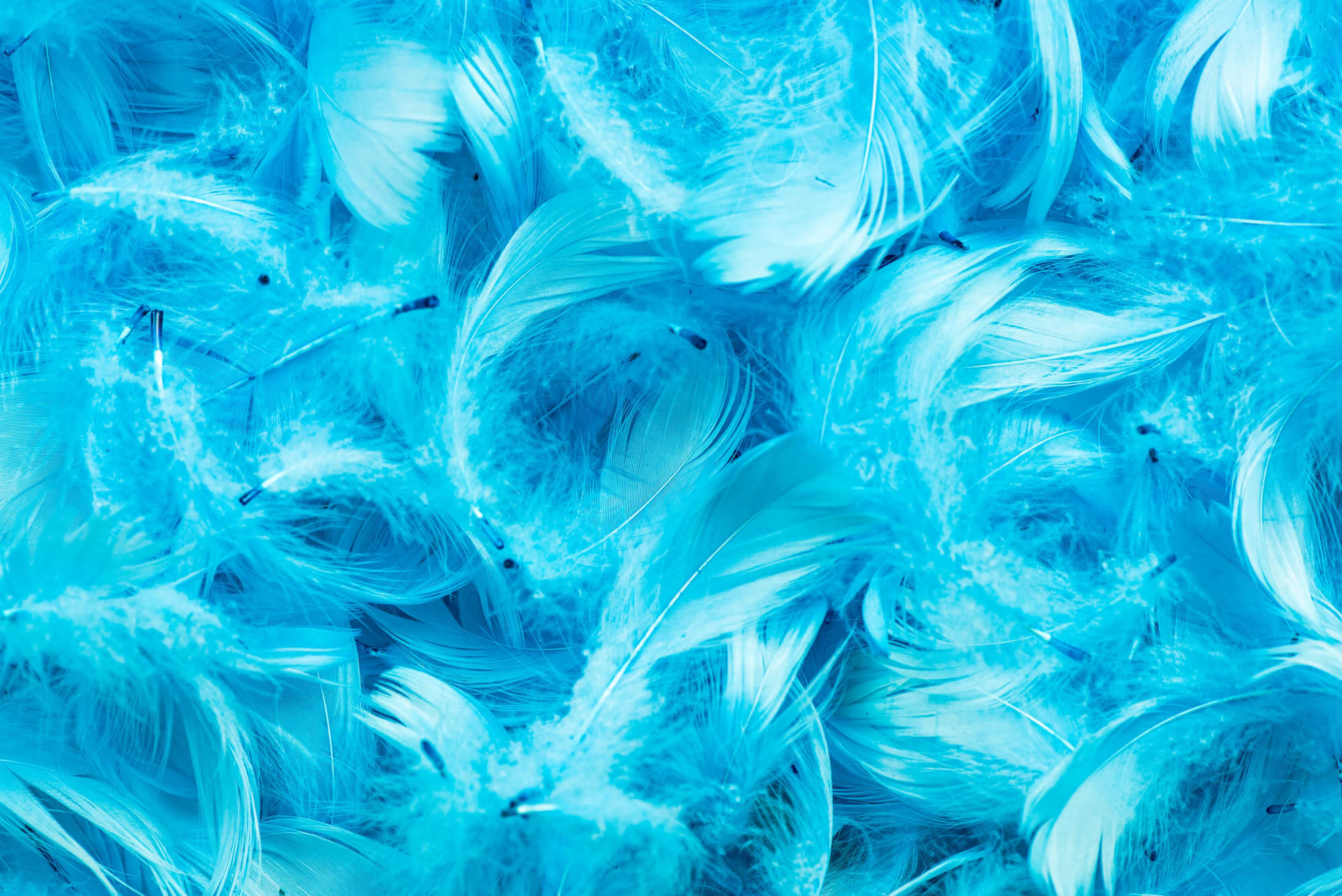 Twitter pajaro